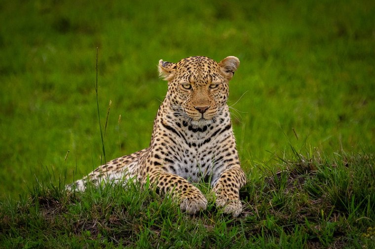 138 Masai Mara, luipaard.jpg